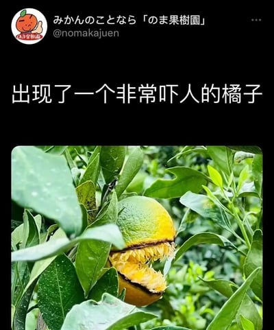 图片上方为黑色背景，左侧有一个橙色卡通形象头像，旁边配有日文文字“みかんのことなら「のま果樹園」”及用户名“@nomakajuuen”。中间位置有醒目的白色中文文字“出现了一个非常吓人的橘子”。下方是一张实拍照片，展示了一颗挂在树上的橘子，其表皮自然裂开，裂口形状酷似一张张开的嘴，内部橘瓣形成类似尖锐牙齿的结构，周围环绕着茂密的绿色树叶，整体视觉效果诡异又略带滑稽。