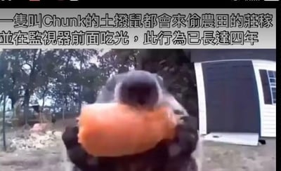 这是一段农场监控视频的截图，画面中心是一只名叫Chunk的土拨鼠，它正抱着一块橙色的作物（看起来像是南瓜），专注地啃食着。画面上方的简体中文文字说明，这只土拨鼠长期偷取农田里的庄稼，还特意在监视器镜头前吃光，这个“嚣张”的行为已经持续了四年，让这只土拨鼠的形象显得滑稽又有趣，充满了反差感。