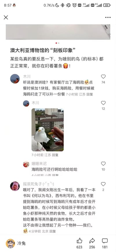 这是一条趣味社交媒体内容，主文调侃澳大利亚博物馆里的海鸥标本叼着薯条，和其他正常鸟类标本形成反差，精准戳中海鸥爱抢人类食物的刻板印象。评论区网友分享澳洲餐厅的「海鸥险」——点餐加1元，食物被海鸥叼走可补餐；还有网友科普海鸥的饮食习性：幼年吃天然鱼虾，成年后才会吃薯条等高热量油炸食物，并调侃这和人类的饮食习惯变化相似，用动物习性映射人类，趣味十足。