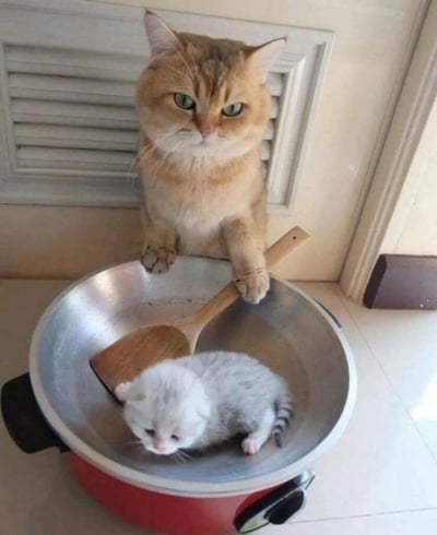 一只橘色的猫站立在锅边，前爪搭在锅沿上，一只爪子还握着一把木铲，表情严肃地看着前方。锅里蜷缩着一只白色的小猫，画面形成了有趣的对比，看起来像是橘猫在“烹饪”小白猫，营造出一种幽默可爱的场景。