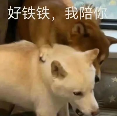 图片中展示了两只狗狗的温馨互动场景，一只浅色系狗狗在前，一只棕色狗狗从后方靠近，似乎在给予陪伴。图片上方配有白色文字“好铁铁，我陪你”，其中“铁铁”是网络流行的 colloquial 用语，意为“好朋友”，整体画面传递出温暖的友情与陪伴感。