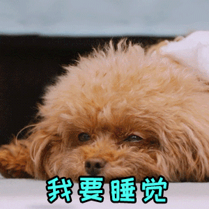 困到不行的小泰迪：我要睡觉