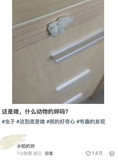 这是一张社交媒体帖子截图，图的上半部分是发帖人拍摄的实拍内容：浅色木纹桌面上放置着一团半透明的不规则白色团状不明物体，物体前方摆放着几根白色筷子。帖子正文是发帖人的提问：“这是啥，什么动物的卵吗?”，附带了#虫子 #这到底是啥 #我的好奇心 #有趣的发现四个相关话题标签。帖子下方有一条来自浙江网友的热门回复，回复内容为“水稻的卵”，该回复获得了1.5万赞，这个回复属于调侃玩梗，暗示这团白色物体其实是掉落在桌面的米饭，也就是水稻的种子，玩了“卵”的梗。