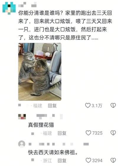 社交媒体截图中，用户发布图文描述自家狸花猫跑丢三天后回来，随后又出现一只相似狸花猫，两只猫因争抢地盘打斗，主人无法分辨哪只是原住民。图片中央是两只虎斑纹狸花猫站立对峙、互相挥爪打斗的场景，背景可见客厅沙发和木质地板。下方评论区有网友调侃“真假狸花猫”及“快去西天请如来佛祖”，充满生活趣味与无奈。