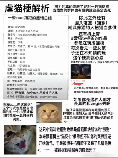 这是一张针对网络虐猫群体黑话与恶意梗的科普解析图，整理了虐猫者用来指代虐猫行为的暗语，如将“虐猫”称为“欠爱了”，用“复合弓”“开水”“感冒药”指代虐杀工具与方式；同时曝光抖音平台带#爱猫tv标签的作品实际是在玩虐猫梗，还介绍了两只被虐猫咪（耄耋、招财）的悲惨遭遇，表达了对虐猫者的强烈愤怒，以及对不知情玩梗网友的惋惜与提醒。