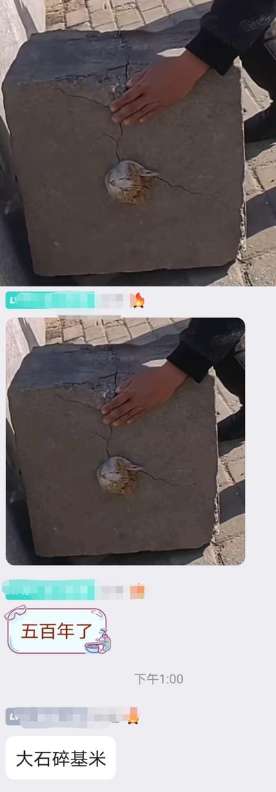 两张上下拼接的实拍图片，均展示一只手按压在表面有明显裂缝的灰色大石头上，裂缝中间嵌着一个形似兔子头部的圆形物体（可能为天然形成或人为放置）。上方图片底部可见绿色平台互动条（含点赞图标），下方图片配有粉色边框的白色文字气泡“五百年了”，底部显示时间戳“下午1:00”及评论“大石碎基米”。整体通过“五百年了”的时间暗示与石头裂缝中的兔子造型形成幽默对比，“大石碎基米”疑似对“大石碎胸口”等经典桥段的谐音改编或玩梗。