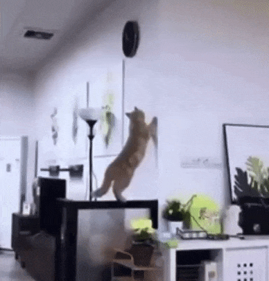 一只橘猫在室内尝试跳上墙的搞笑过程。猫咪先站立在家具上，前爪扒住墙面，身体向上伸展，做出跳跃姿势，展现出努力但可能不太成功的可爱模样。整个过程充满了猫咪特有的敏捷与笨拙并存的趣味感。