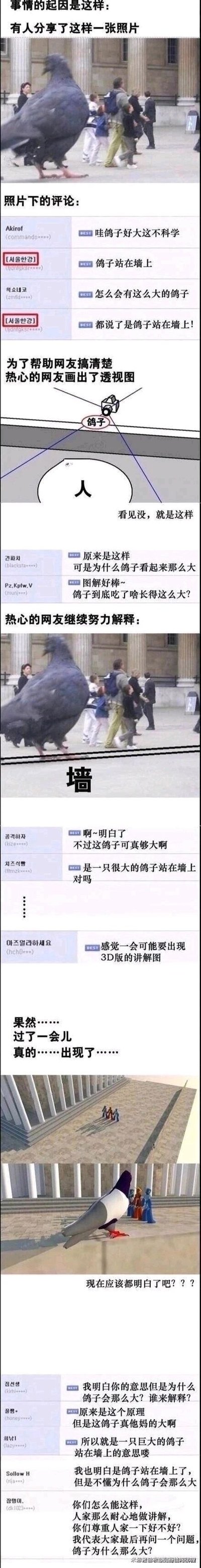 这是一组整理自社交平台的趣味互动内容，核心是一张利用透视原理形成视觉错位的照片——一只鸽子站在靠近镜头的矮墙上，在近大远小的作用下，看起来像一只和路人同框的巨型鸽子。网友们围绕这张照片展开讨论，一开始纷纷疑惑鸽子为何如此巨大，热心网友先后用透视图、标注墙的方式解释透视原理，甚至有网友制作了3D版讲解图，但始终有网友执着于追问“鸽子为什么这么大”，形成了充满幽默效果的互动过程，展现了网友们的搞笑脑洞和对视觉错位的趣味解读。