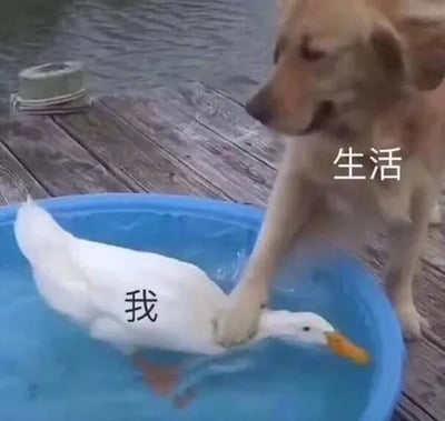 这是一张基于真实动物互动照片进行文字加注改编的搞笑梗图。画面设置在户外的木质平台上，一只蓝色水盆里的白色鸭子，被旁边的金毛犬用爪子按住头部，鸭子的身体上被添加文字“我”，金毛犬的身体上被添加文字“生活”，用这个趣味场景隐喻普通人被生活压力压制、拿捏的无奈处境，通过动物的搞笑互动来调侃生活压力，能够引发网友的情感共鸣。