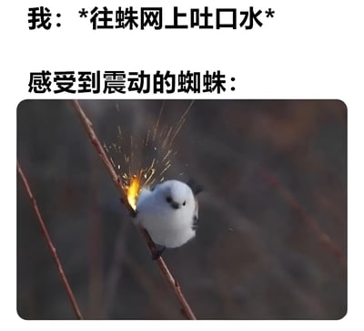 图片上方文字为'我：*往蛛网上吐口水*'，下方文字为'感受到震动的蜘蛛：'，紧接着是一张图片：一只白色毛茸茸的小鸟（疑似银喉长尾山雀）站在树枝上，周围有金色的火花特效，仿佛因震动而做出激烈反应。通过将蜘蛛的反应拟人化为小鸟的激烈（带火花）状态，制造出夸张搞笑的效果，暗示蜘蛛被口水震动后的暴怒或强烈反应。