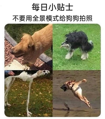 这是一张由四张图片拼接而成的趣味图，上方配有文字“每日小贴士 不要用全景模式给狗狗拍照”。左上的金毛因为全景拍摄的拼接效果，头部被异常拉长，显得怪异；右上的雪纳瑞在行走时被全景模式拍摄，身体和舌头出现错位，形态扭曲；左下的白色长毛狗被牵引着，身体被全景模式拉长成不符合生理结构的细长形态；右下的黄棕相间的狗在水面跑动时被全景拍摄，身体只剩半截，姿态诡异。整张图通过这些失败的全景拍照案例，以搞笑的方式展示了用全景模式给好动的狗狗拍照会出现的画面变形问题，起到趣味提醒的作用。