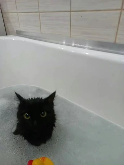 一只黑猫泡在充满泡泡的浴缸里，只露出一个脑袋，眼睛瞪得很大，看起来有些惊恐和不情愿。浴缸旁边有一面浅色的瓷砖墙，水中漂浮着一个黄色的小鸭子玩具。这张图片通过猫咪泡澡时可爱又无奈的表情制造出幽默效果，非常适合作为萌宠类表情包使用。