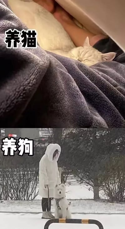 这是一张上下拼接的对比图，上半部分标注“养猫”，呈现出一只猫咪盖着深色毯子，和主人一同待在温暖的被窝里熟睡，猫咪一脸惬意，画面温馨舒适，体现出养猫时主人与宠物都能享受温暖安逸的室内时光；下半部分标注“养狗”，展示了下雪的户外场景，主人穿着带连帽的厚白色外套、靴子，牵着一只白色狗狗站在积雪的地面上，主人看起来寒冷又无奈，狗狗则坐在雪地里，生动对比出养狗需要主人无论天气恶劣与否都要外出遛狗的日常，直观展现了养猫和养狗截然不同的养宠体验。