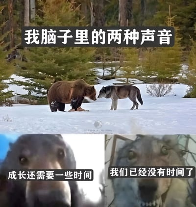 图片上半部分展示了雪地森林中一只熊和一匹狼面对面对峙的场景，上方配有文字'我脑子里的两种声音'。下半部分分为左右两个特写镜头，左侧熊的特写配有文字'成长还需要一些时间'，右侧狼的特写配有文字'我们已经没有时间了'。这张图片通过动物对峙的视觉隐喻，幽默地表现了人们内心在耐心成长和时间紧迫感之间的矛盾心理。