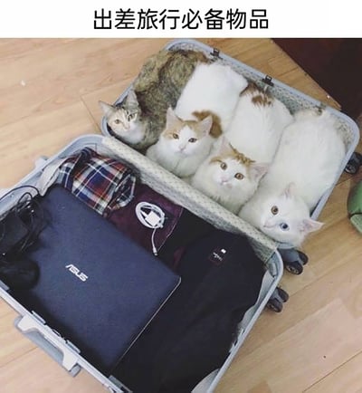 这是一张充满趣味的静态实拍图，图片顶部配文“出差旅行必备物品”。画面中是一只打开的行李箱，行李箱的一侧整齐摆放着华硕笔记本电脑、折叠好的衣物、充电线等出差常用的物品；另一侧则并排躺着四只猫咪，从左到右分别是狸花加白猫、橘白猫、长毛橘白猫和一只异瞳白猫，它们都探着脑袋，用好奇的眼神看向镜头。这张图以幽默的方式调侃铲屎官出差旅行时最割舍不下的自家猫咪，将猫咪戏称为“出差必备物品”，完美戳中养宠人的心情，充满温馨又搞笑的氛围。