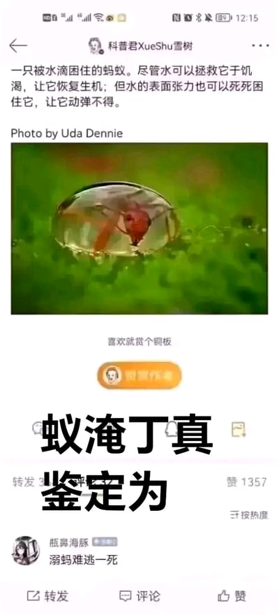 这是一张源自微博平台的二次创作梗图，整体为微博内容截图。上方是科普账号「科普君XueShu雪树」发布的科普内容：展示了一只被透明水滴完全包裹困住的蚂蚁，背景是绿色的植物表面，配文详细说明水的两面性——既能解蚂蚁的饥渴，其表面张力又会让蚂蚁动弹不得，还标注了图片摄影者为Uda Dennie。截图下方被添加了大号醒目文字「蚁淹丁真 鉴定为」，再结合评论区用户「瓶鼻海豚」的评论「溺蚂难逃一死」，玩起了谐音梗：「蚁淹丁真」谐音「一言为定」，「溺蚂难逃一死」谐音「尼玛难逃一死」，同时结合蚂蚁被困水滴的场景，将严肃的科普内容转化为搞笑的网络梗图，利用谐音制造趣味反差。