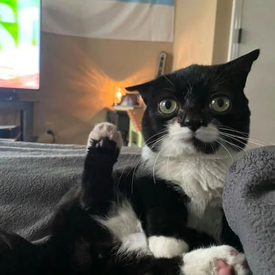 一只黑白相间的猫咪坐在灰色沙发上，睁着圆溜溜的大眼睛，表情看起来十分惊讶或好奇。它抬起一只前爪，仿佛正要做出什么动作。背景中可以看到客厅环境，有电视屏幕和温暖的灯光，营造出舒适的居家氛围。