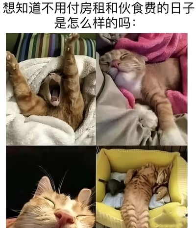 图片上方配有文字'想知道不用付房租和伙食费的日子是怎么样的吗：'，下方是四张橘猫的生活照片。第一张橘猫在毯子上伸展身体打哈欠，第二张橘猫在粉色毯子上熟睡，第三张是橘猫闭眼休息的特写，第四张橘猫在黄色猫窝里蜷缩睡觉。通过猫咪悠闲自在的生活状态，幽默地展现了不用为生活开支烦恼的理想状态。