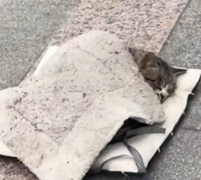 这是一张原始拍摄的宠物照片，画面中一只狸花猫将自己蜷缩在一块边缘破损、表面脏旧的毛绒垫子下方，只露出带有白色纹路的小脑袋，正安静地在地面上熟睡。猫咪仿佛把这块破垫子当成了能保暖的小被子，模样既乖巧安详，又略带一丝让人心疼的感觉，整体氛围温馨治愈，展现了猫咪日常中可爱又随性的一面。图中没有双关、谐音梗或暗示内容。