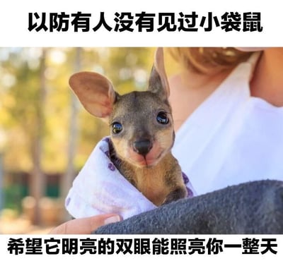 图片上方有文字'以防有人没有见过小袋鼠'，下方有文字'希望它明亮的双眼能照亮你一整天'。中间主体是一只被人抱着的小袋鼠，它有着大大的耳朵和明亮的黑色眼睛，被包裹在带有紫色圆点的白色布巾中。背景是户外模糊的树木和阳光，营造出温暖的氛围。整体内容旨在通过小袋鼠可爱纯真的形象传递治愈和正能量，让观者感到心情愉悦。