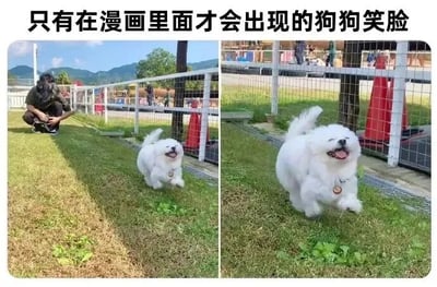 图片为左右对比图，左侧画面中一名戴帽子的人蹲在草地旁，一只白色毛发的狗狗正张开嘴巴、露出舌头，带着夸张的灿烂笑容向镜头方向奔跑而来，背景有白色围栏和远山；右侧画面为同一狗狗的近景特写，奔跑姿态更清晰，笑容弧度更大，仿佛漫画中才有的拟人化开心表情。上方文字“只有在漫画里面才会出现的狗狗笑脸”点出核心亮点，突出狗狗笑容的可爱与不真实感。