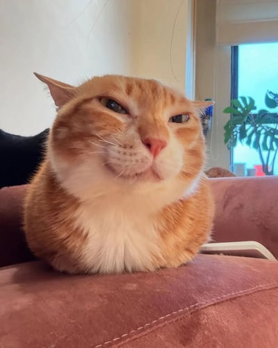 一只橘色的猫咪趴在粉色沙发上，面部表情十分微妙。它的眼睛半眯，眼神中透露出一丝不屑或审视的感觉，嘴巴微微抿起，整体看起来像是在对拍摄者做出评判。背景中可以看到室内环境，有绿色植物和窗户，光线柔和。