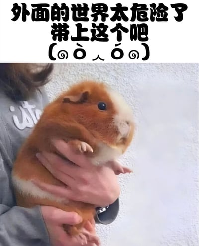 图片上方有黑色醒目文字：'外面的世界太危险了 带上这个吧 (⊙ò∀ó⊙)'，下方是一张实拍照片。照片中，一个穿着灰色毛衣的人用双手捧着一只棕白相间的豚鼠，豚鼠体型圆润，眼睛圆溜溜的，表情看起来十分平静。整体通过文字与可爱的豚鼠形象结合，幽默地表达了将豚鼠作为'保护物'应对外界危险的轻松调侃。