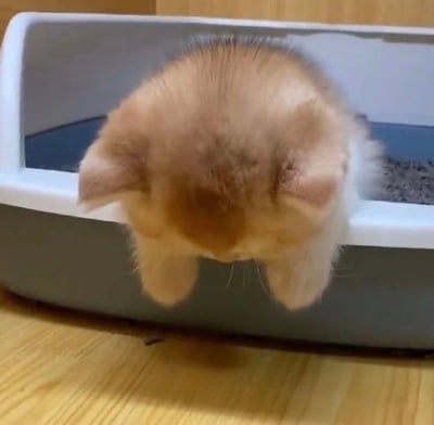 一只毛茸茸的小橘猫正把头和前爪伸进白色猫砂盆里，专注地埋着猫砂。猫咪的背部毛发蓬松，呈现出温暖的橘黄色，耳朵微微竖起，整个画面充满了萌宠的可爱气息。