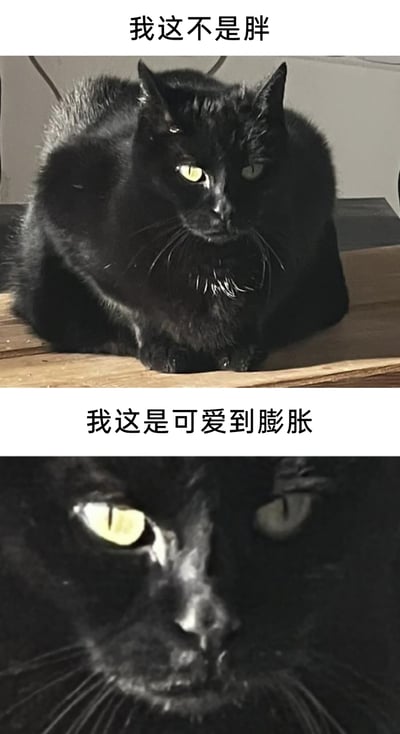 这是一张上下结构的图文表情包，上方是一只体型圆滚滚的纯黑色猫咪，正趴在木质台面上，神情严肃，配文“我这不是胖”；下方是这只猫咪的近距离脸部特写，眼神看起来略带凶感，配文“我这是可爱到膨胀”。通过文字的反差感和猫咪的体型、神态，以幽默的方式将“胖”调侃为“可爱到膨胀”，既展现了猫咪的萌态，又充满搞笑氛围，适合在聊天中用来回应他人对自己“胖”的调侃，或是表达对可爱事物的喜爱之情。