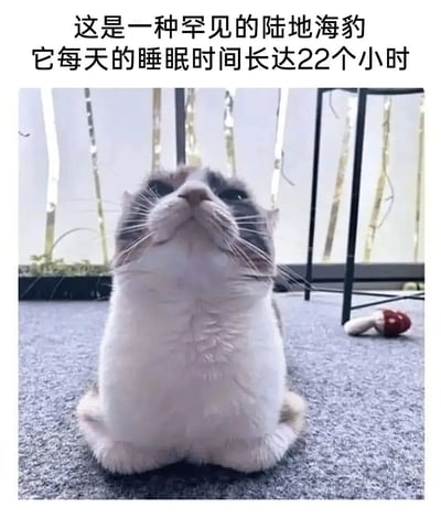 图片中是一只灰白相间的猫，正以坐姿抬头向上看，胸部毛发雪白蓬松，头部毛色偏灰。猫的表情看起来有些呆萌，背景是室内环境，有灰色地毯和模糊的家具。图片上方配有文字“这是一种罕见的陆地海豹 它每天的睡眠时间长达22个小时”，通过将猫的慵懒姿态幽默地比作“陆地海豹”，调侃其睡眠时间极长的特点，整体风格轻松搞笑。