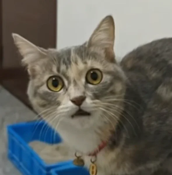 灰色虎斑猫
