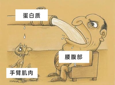 这是一幅经过文字改编的讽刺风格卡通漫画，画面呈现了强烈的对比：代表“腰腹部”的肥胖人物坐在椅子上，正张着嘴大口吞咽从管道中流出的大量“蛋白质”，神态满足，嘴角还有液体滴落；而代表“手臂肌肉”的瘦骨嶙峋人物坐在地上，只能仰头去接管道上滴落的零星水滴，脸上满是渴望又无奈的神情。漫画通过这样的场景，生动讽刺了部分健身人群补充蛋白质时，营养被腰腹的脂肪部位优先囤积，而需要蛋白质来生长的手臂肌肉却得不到足够补给的尴尬困境，精准戳中了很多人增肌减脂过程中的痛点。
