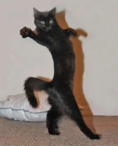 一只纯黑色的猫咪后腿站立，前爪向前伸出，身体呈现出弯曲的姿势，仿佛在跳一支滑稽的舞蹈。猫咪的眼睛圆睁，表情严肃，与搞笑的动作形成反差萌。背景中可以看到一个浅色的枕头和墙壁，整体画面充满趣味性。
