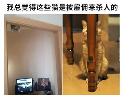 图片上方配有文字“我总觉得这些猫是被雇佣来杀人的”，下方分为左右两张图。左侧图中一只猫从木质门框顶部探出爪子和部分头部，下方的架子上摆放着小型显示器和照片；右侧图中一只橘猫躲在桌腿后方，仅露出耳朵和部分脑袋，姿态显得偷偷摸摸。通过将猫咪鬼祟的行为拟人化为“被雇佣杀人”，形成可爱外表与夸张设定的幽默反差。