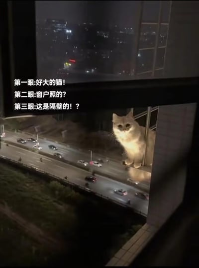 这是一张从高层住户视角拍摄的趣味照片，因视觉错位效果，邻居家阳台的浅色猫咪看起来仿佛趴在城市道路的上方，如同一只巨型猫咪。图中配文描述了看到这张图的三层心理变化：“第一眼:好大的猫！第二眼:窗户照的？第三眼:这是隔壁的！？”，利用近大远小的视觉原理制造出强烈的反差感，带来新奇又搞笑的观看体验。