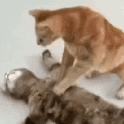一只橘猫站在仰卧的灰猫身上，用前爪有节奏地轻轻踩踏灰猫的腹部，动作类似猫咪典型的“踩奶”行为。下方的灰猫则仰着头，眼睛微睁，嘴巴微张，表情看起来十分放松惬意，完全享受着橘猫的“按摩服务”。整个画面背景为简洁的浅色平面，两只猫咪的毛发纹理清晰可见，互动自然温馨，展现了宠物间亲密可爱的日常瞬间。