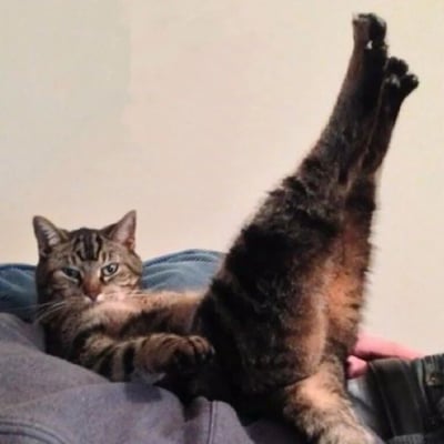 一只狸花猫仰卧在蓝色的柔软表面上，前爪自然放松，两只后腿高高抬起指向天花板，眼神平静地看向镜头，展现出极度放松的姿态。背景是简洁的浅色墙面，整体画面充满了猫咪的可爱与慵懒气息。