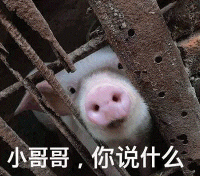 图片中是一只白色小猪，它的粉色鼻子和部分脸部从生锈的栅栏缝隙中探出，眼睛睁大，表情显得十分好奇。图片底部有一行白色文字：“小哥哥，你说什么”，整体营造出一种俏皮可爱的氛围，仿佛小猪在天真地回应他人的话语。