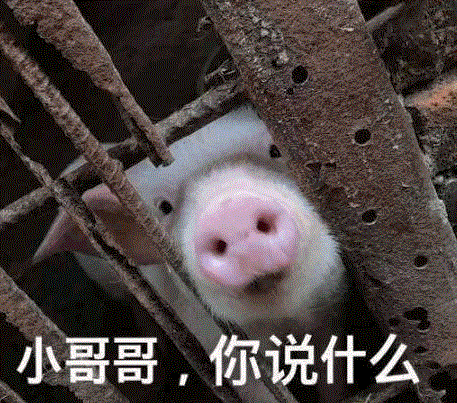 栅栏后的好奇小猪：小哥哥你说什么