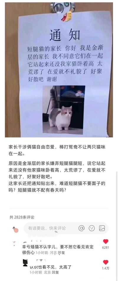这是一张竖屏格式的社交媒体截图，属于图文混排的趣味内容。内容核心是一位金渐层猫的主人以拟人化的家长口吻，贴出通知反对自家猫和短腿猫交往，理由是短腿猫站起来都没自家猫卧着高，认为这种搭配很荒谬，要求双方“好聚好散”。通知下方配有一张短腿猫站立的照片，截图下方还有一段对该事件的说明文字，调侃主人棒打鸳鸯、嫌弃短腿猫腿短的行为，质疑“短腿猫就不配有春天吗”。此外，截图还展示了两条热门网友评论：一条是“幸亏矮猫不认字儿，要不然它看见肯定很伤心”，另一条是点赞更高的“认识也看不见，太高了”，这些评论以幽默的方式戳中短腿猫腿短的特点，让整个内容充满趣味，是宠物相关的搞笑创作。