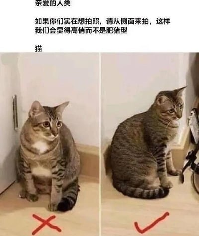 这是一张左右对比的图文趣味梗图，以拟人化的猫咪视角给人类拍照提出建议。图中上方是猫咪的“留言”文字：“亲爱的人类，如果你们实在想拍照，请从侧面来拍，这样我们会显得高俏而不是肥猪型”；下方左侧是狸花猫正面端坐的照片，被标注红叉，此时猫咪身形圆滚滚，看起来像“肥猪”；右侧是同一只狸花猫侧面端坐的照片，被标注红勾，身形显得修长利落。整图用幽默的方式调侃拍照角度对猫咪外形呈现的巨大影响，拟人化的语气让内容充满趣味，戳中铲屎官们给宠物拍照的日常痛点。