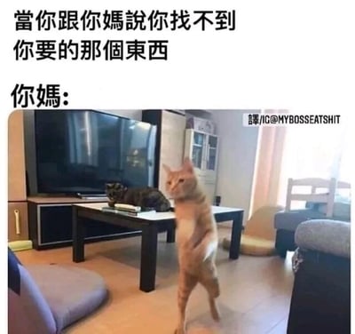 这是一张图文结合的搞笑生活梗图，上方配有文字“当你跟你妈说你找不到你要的那个东西 你妈:”，下方是真实拍摄的室内场景照片：一只橘色猫咪直立着身体行走，面部表情看起来烦躁又不耐烦，仿佛在表达对“找不到东西”这件事的无语；桌子上还有一只黑色猫咪安静地趴着，和橘猫的状态形成鲜明对比。这张图用拟人化的猫咪行为，生动调侃了生活中常见的场景——当孩子告诉妈妈自己找不到东西时，妈妈那种觉得孩子粗心大意、不可置信，会带着烦躁情绪去“找到”东西的反应，戳中了很多人的生活共鸣，十分诙谐有趣。