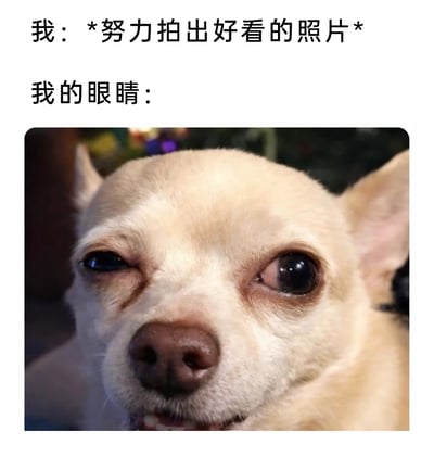 这是一张图文结合的搞笑表情包，上方文字分为两部分，第一部分是“我：*努力拍出好看的照片*”，描述自己想要拍出优质照片的行动状态，第二部分“我的眼睛：”引出下方的吉娃娃图片。图中的吉娃娃一只眼睛半眯着，另一只眼睛瞪大，神态滑稽又带着疲惫感，生动地共情了人们在努力拍照时，眼睛因为长时间对焦、调整角度等变得酸涩、状态勉强的经历，用动物的搞笑神态放大了日常场景的趣味性，十分幽默。