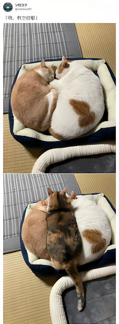 图片为上下两张对比图，展示猫咪挤在猫窝的可爱场景。上图中橘猫和白棕猫紧紧蜷缩在蓝色猫窝里熟睡，身体形成圆形；下图中第三只玳瑁猫成功挤入两者之间，三只猫咪依然保持蜷缩姿势，画面温馨又幽默。配文「哦、有空位耶」巧妙呼应第三只猫找到位置的场景，充满生活趣味。