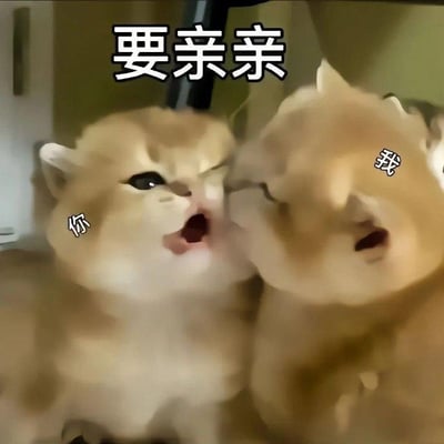 图片中两只浅色猫咪面对面近距离依偎，左边猫咪头部微抬，嘴巴微张，脸颊旁标注“你”；右边猫咪同样凑近，表情亲昵，脸颊旁标注“我”。图片顶部有醒目文字“要亲亲”，整体营造出可爱俏皮的氛围，仿佛两只猫咪在撒娇索吻，常用于社交媒体中表达亲密需求或调侃互动。