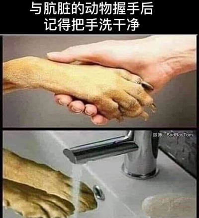 这是一张上下拼接的创意搞笑梗图，顶部配有文字“与肮脏的动物握手后记得把手洗干净”，画面呈现一只手和一个看似动物爪的“爪子”握手；下方画面则是这个“动物爪”在水龙头下冲洗，掀开外层的毛巾后露出里面的真实人手。作品通过视觉错位与P图改编的手法，反讽式地将人调侃为“肮脏的动物”，制造出荒诞反转的搞笑效果，打破了常规的“动物脏”的认知，用画面反差形成笑点。