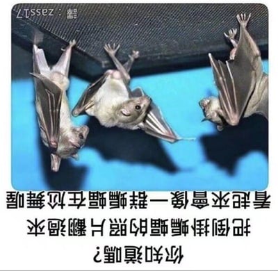 这张图是将真实拍摄的倒挂蝙蝠照片翻转180度后的趣味改图，翻转后的蝙蝠原本抓着物体的爪子朝上，身体姿态看起来像是人类张开手臂扭动身体，如同在尬舞。图下方配有繁体中文文字：“你知道嗎？把倒掛蝙蝠的照片翻過來看起來會像一群蝙蝠在尬舞喔”，利用视觉错位的效果制造出滑稽搞笑的场景，没有双关或谐音梗，单纯通过图像翻转带来的错觉营造趣味。