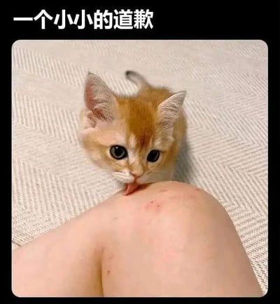 图片上方有白色文字“一个小小的道歉”，下方是一只橘色幼猫，它有着大大的圆眼睛，正伸出舌头舔舐一个人的膝盖。膝盖皮肤上有几处红色印记，整体画面呈现出一种可爱又带着歉意的氛围，通过猫咪的亲昵动作来表达道歉的意图，十分治愈。