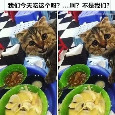 这是一张左右拼接的对比萌宠实拍图，画面主体是一只狸花猫。左侧图中，猫咪眼睛圆睁，嘴角上扬，露出兴奋期待的神情，两只前爪搭在餐桌边缘，紧紧盯着面前绿色碗里的海鲜蒸蛋和一旁的蘸料，看起来满心欢喜地以为自己能享用这份美食；右侧图中，猫咪的神情瞬间转变，眼睛下垂，嘴角耷拉下来，满脸都是失落与委屈，仿佛刚刚得知这份美食并不是给自己准备的。图片上方的配文“我们今天吃这个呀？....啊？不是我们？”完美诠释了猫咪从期待到失落的情绪变化，生动还原了养宠过程中常见的有趣瞬间，让观者感同身受，觉得十分可爱搞笑。