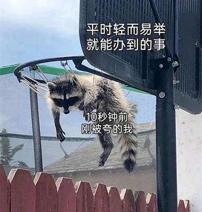 图片中一只浣熊倒挂在篮球筐上，前爪和身体悬空，表情显得有些慌张无奈。图片上方配有文字“平时轻而易举就能办到的事”，下方文字为“10秒钟前刚被夸的我”，通过浣熊卡住的窘境幽默比喻人们在被夸奖后，原本轻松的事情突然搞砸的尴尬场景，充满生活气息和搞笑效果。